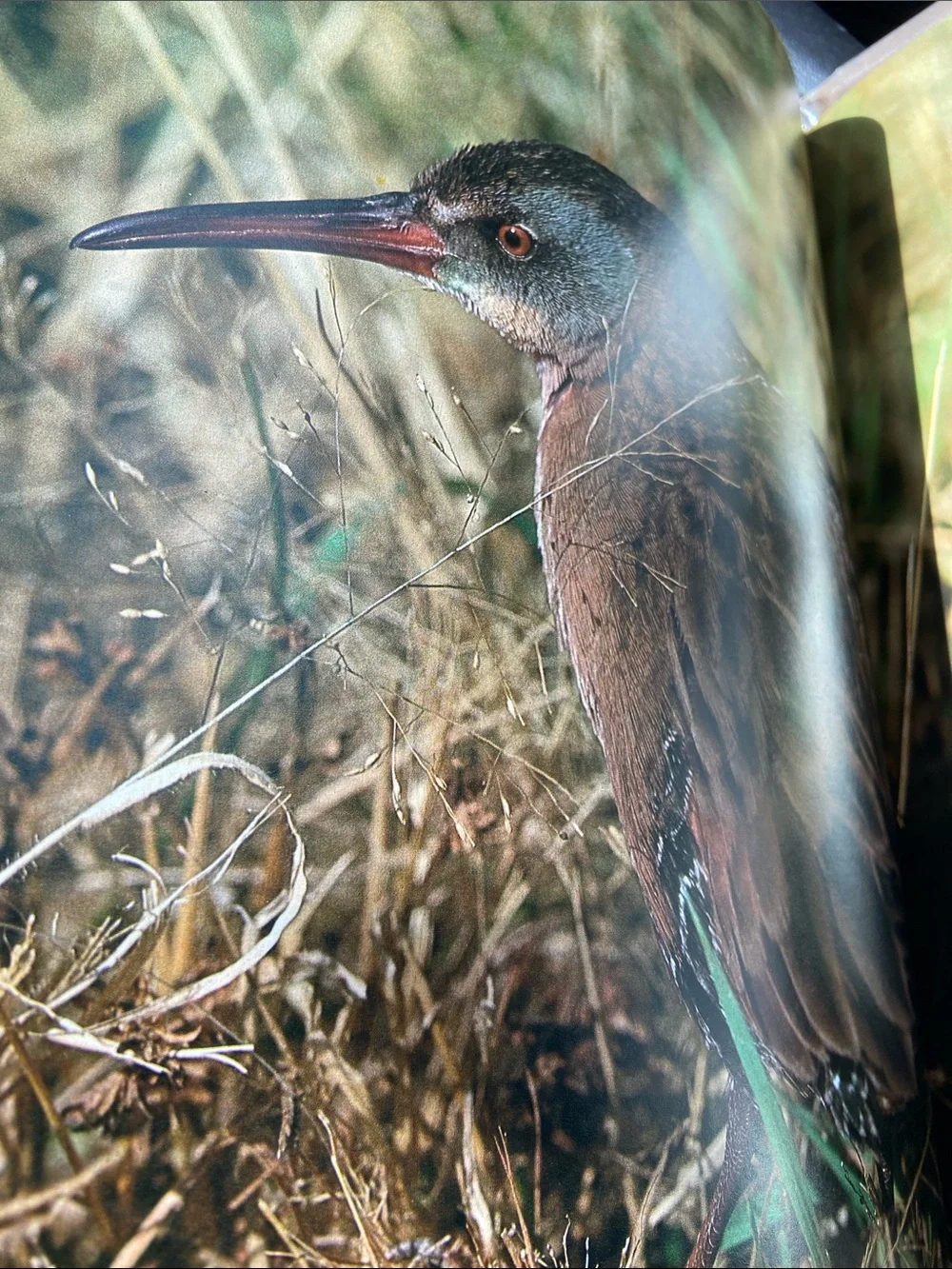 Bird birds Audubon Living World of Audubon art photography book Nature wildlife